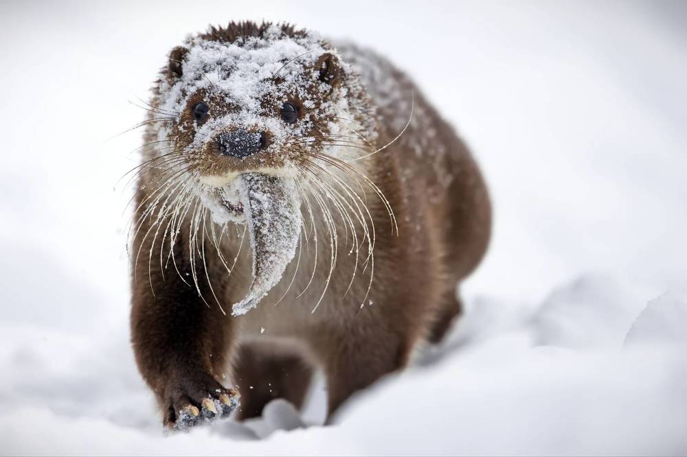 Про выдру с рыбкой