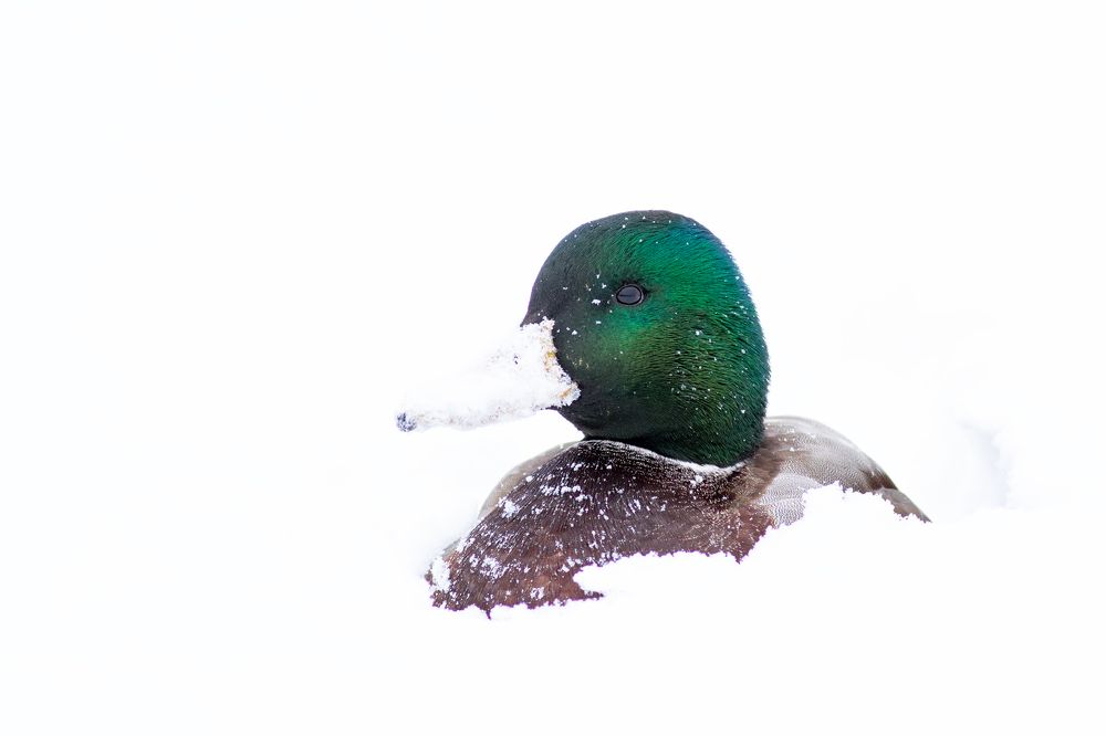 Фотография автора Гурьевских Евгений