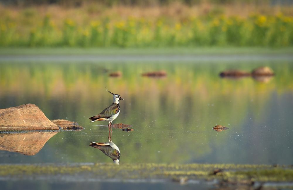 Фотография автора Алла Кожевникова