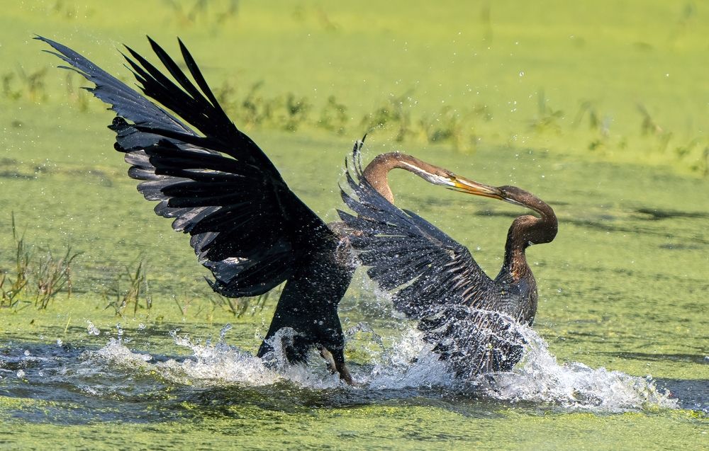 Photograph by Gurvinder Chhabra