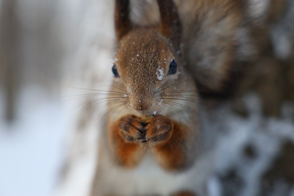 Фотография автора Колосова Елена