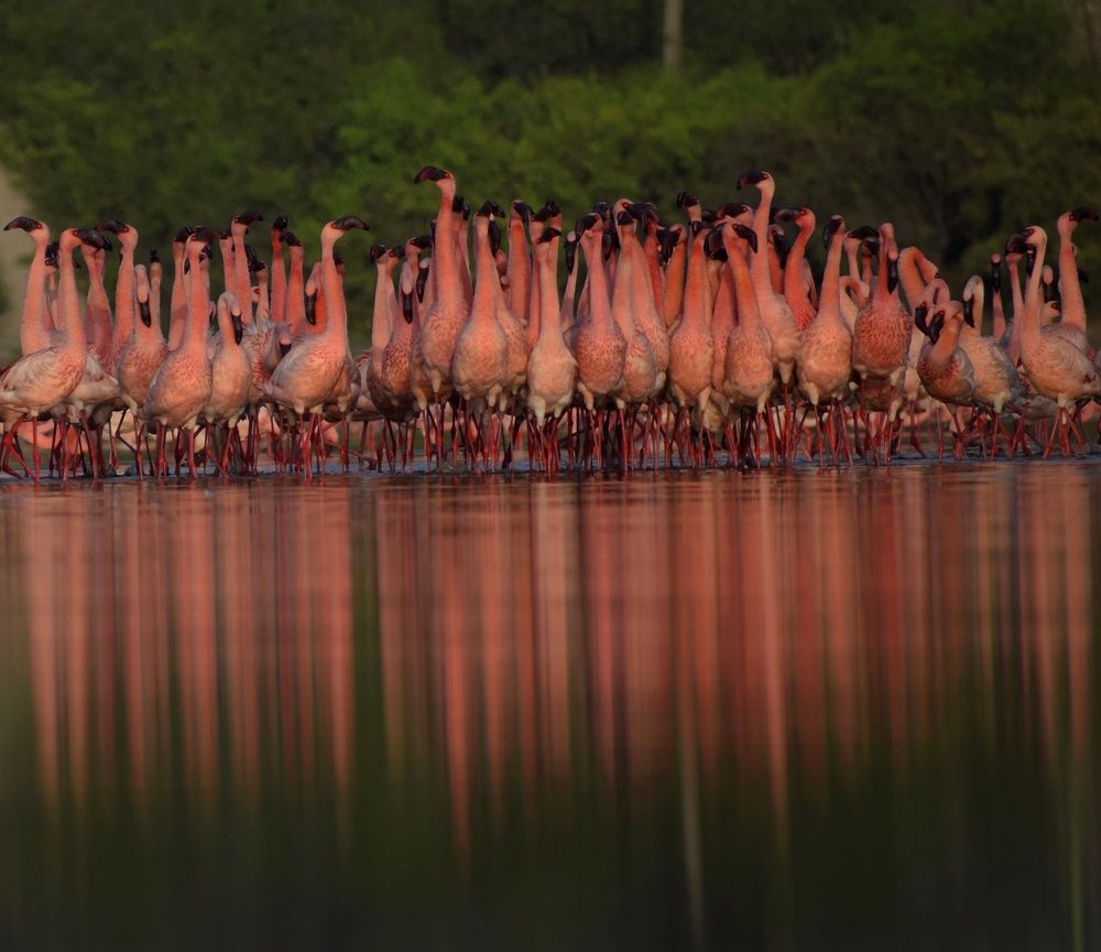 Courtship dance of Lesser flamingos