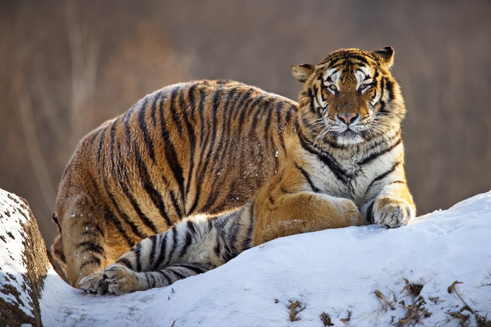 Оптическая иллюзия