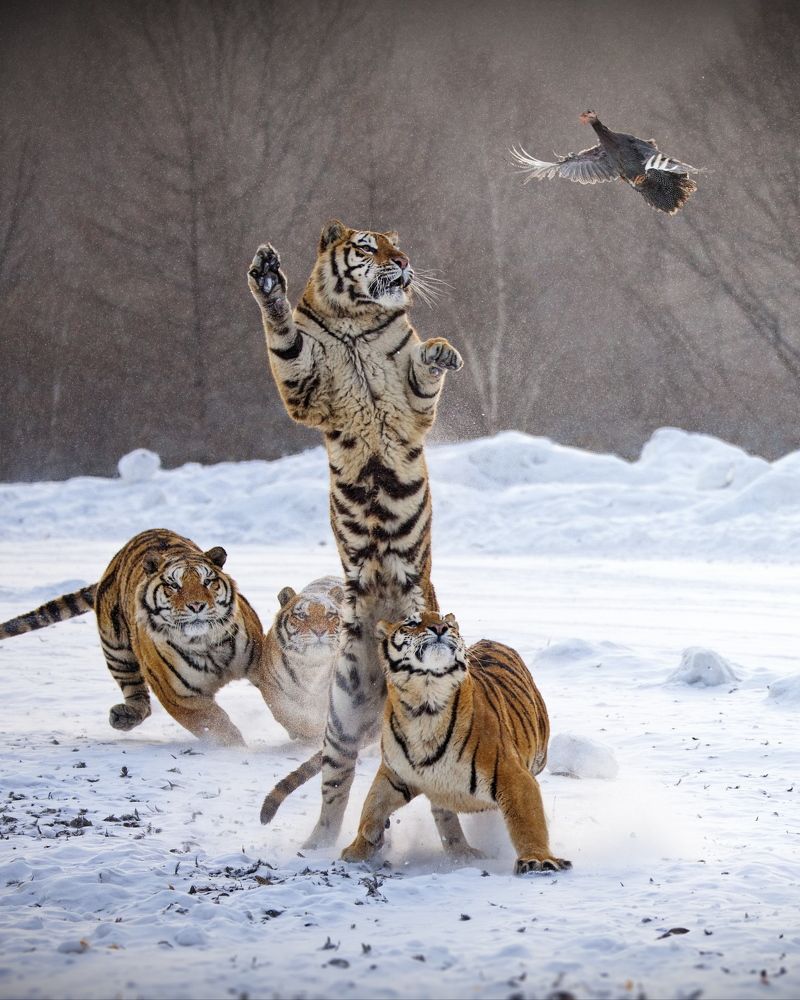 Земля - воздух