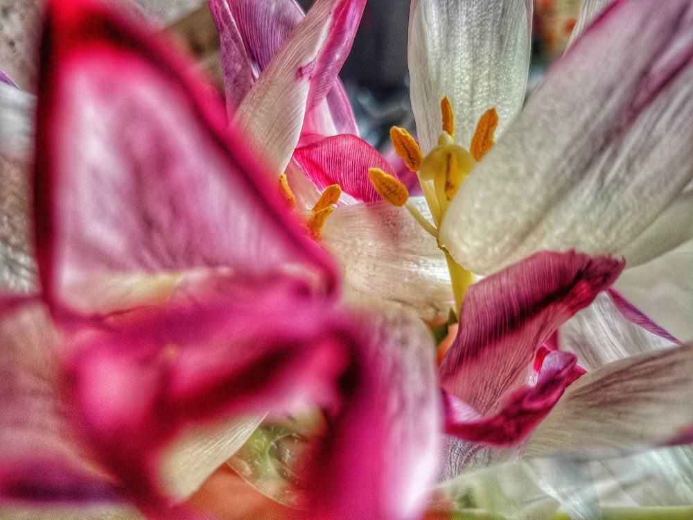 Photograph by Надежда Дойбан