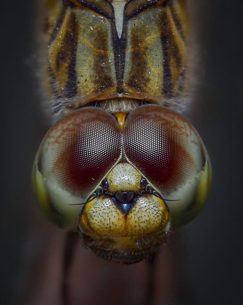 Photograph by Kasun Wickramasinghe