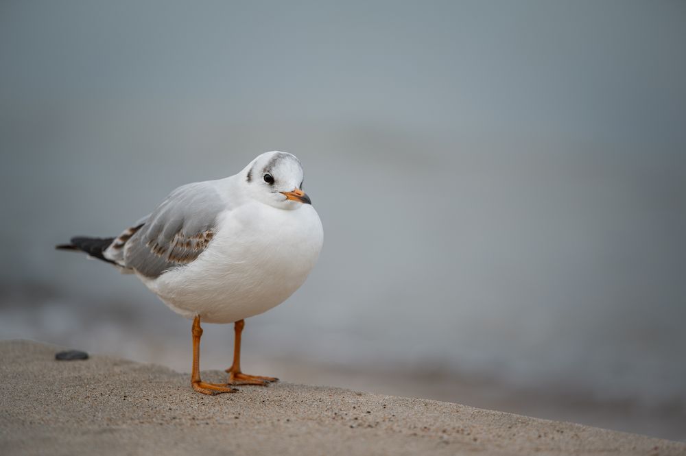 Photograph by Анастасия Жучкова