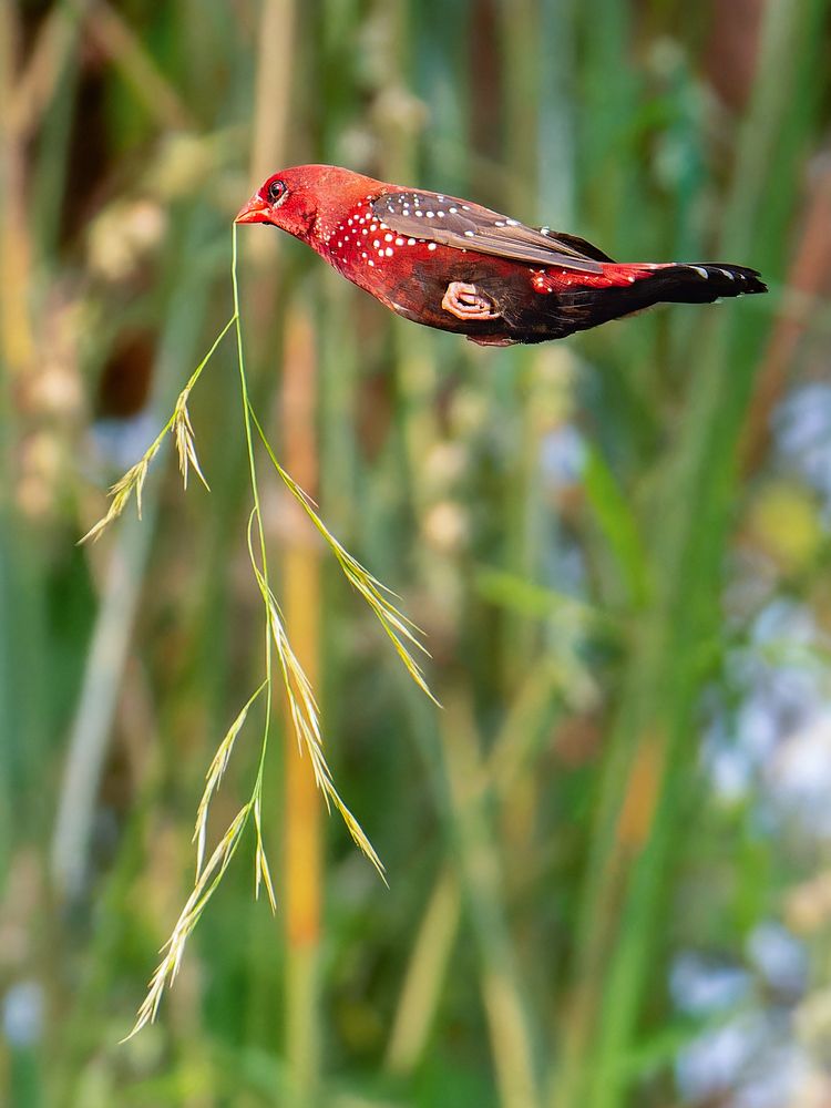 Фотография автора Susabhan Banerjee