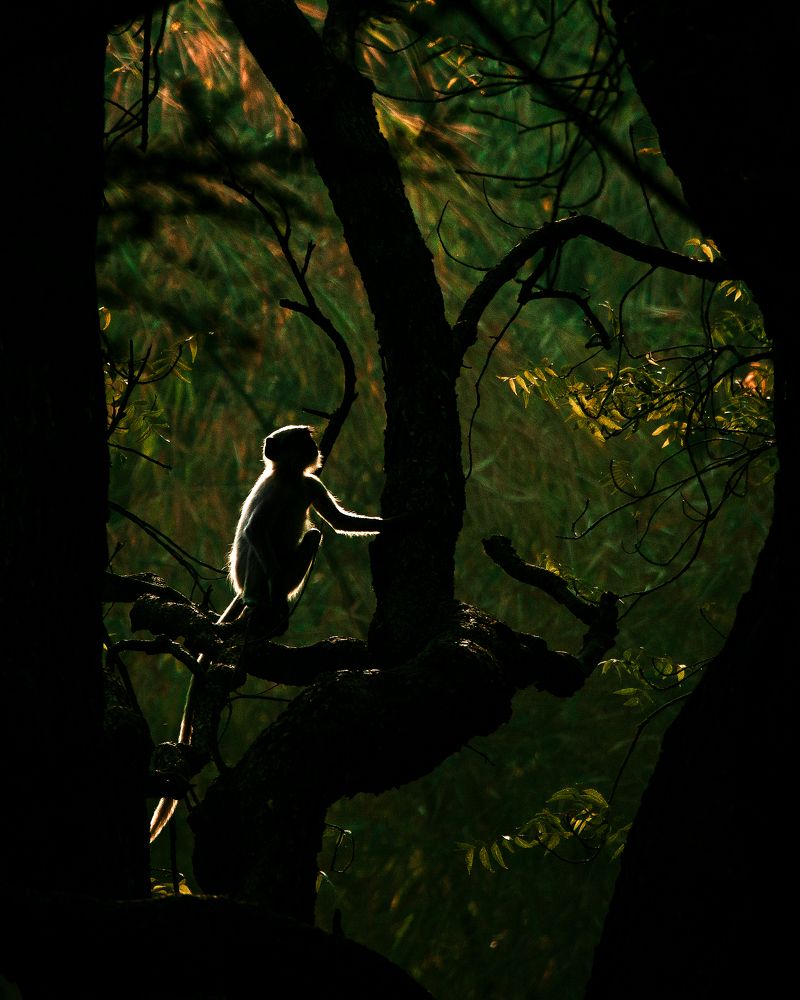 Photograph by Vatsal Parikh