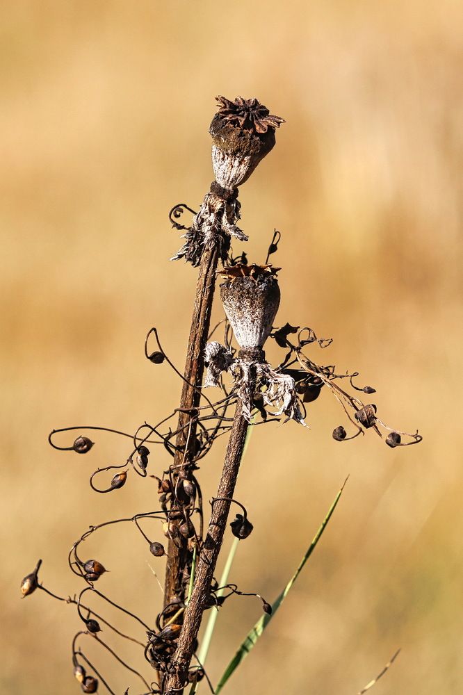 Photograph by Александр Лемешков