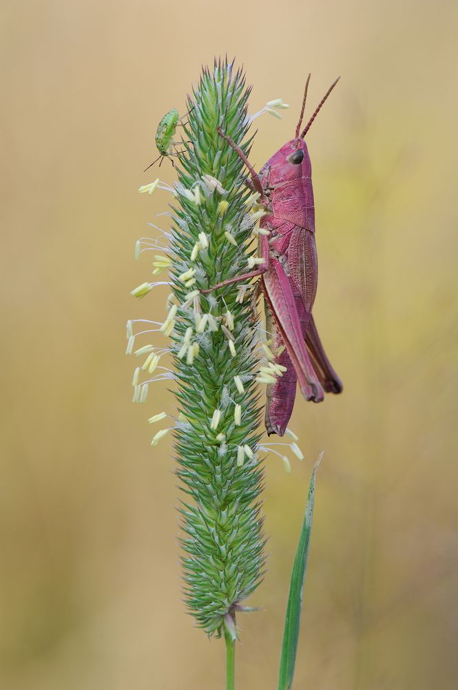 Кобылка и клопик.
