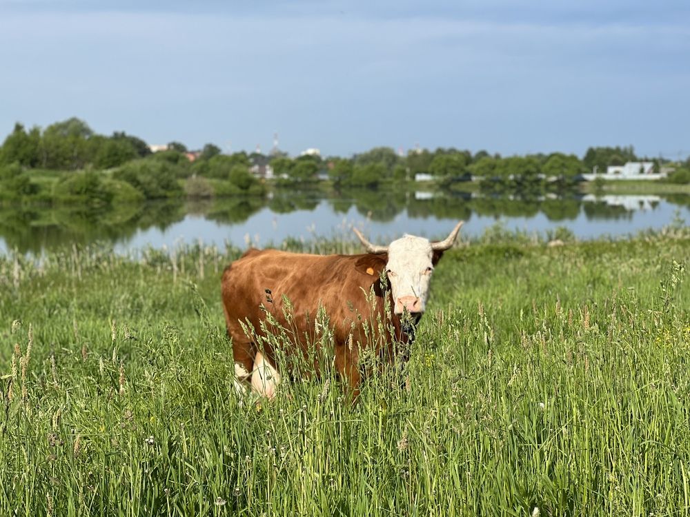 Деревенский пейзаж с буренкой