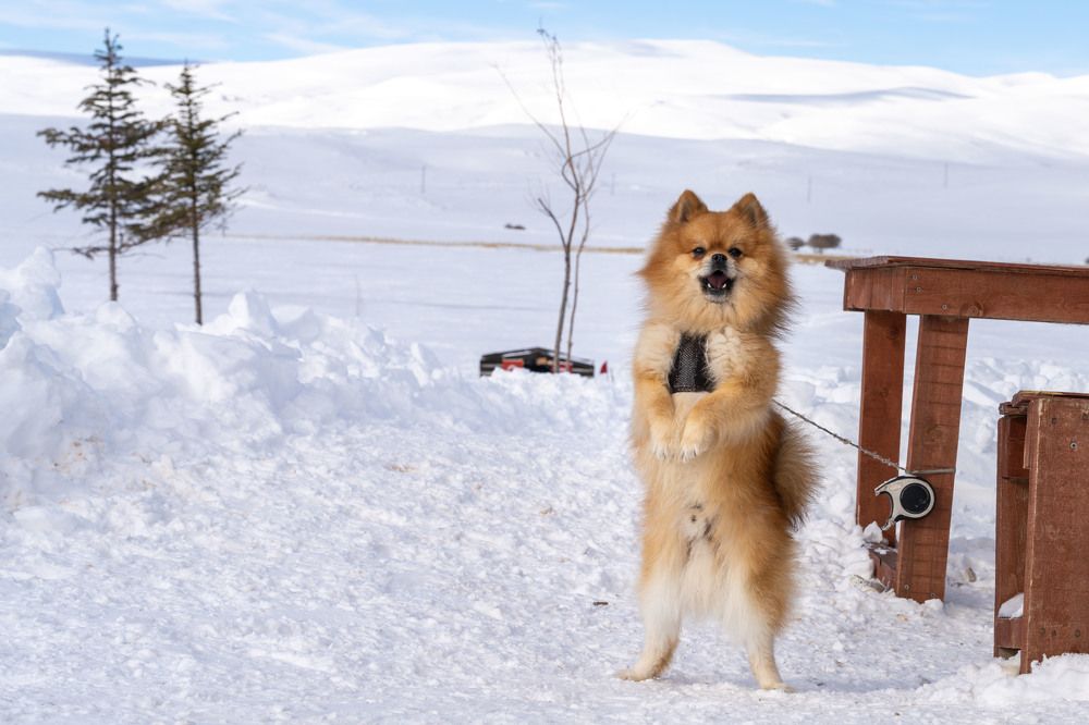 Photograph by Mustafa Sahin