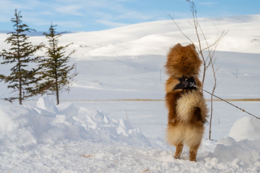 Photograph by Mustafa Sahin