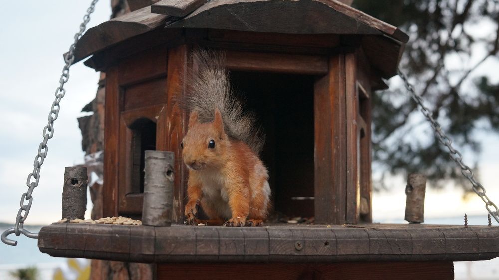 Photograph by Владимир Николенко