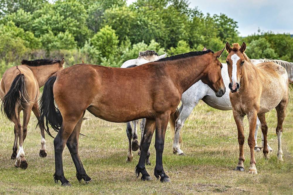 Деревенские лошади