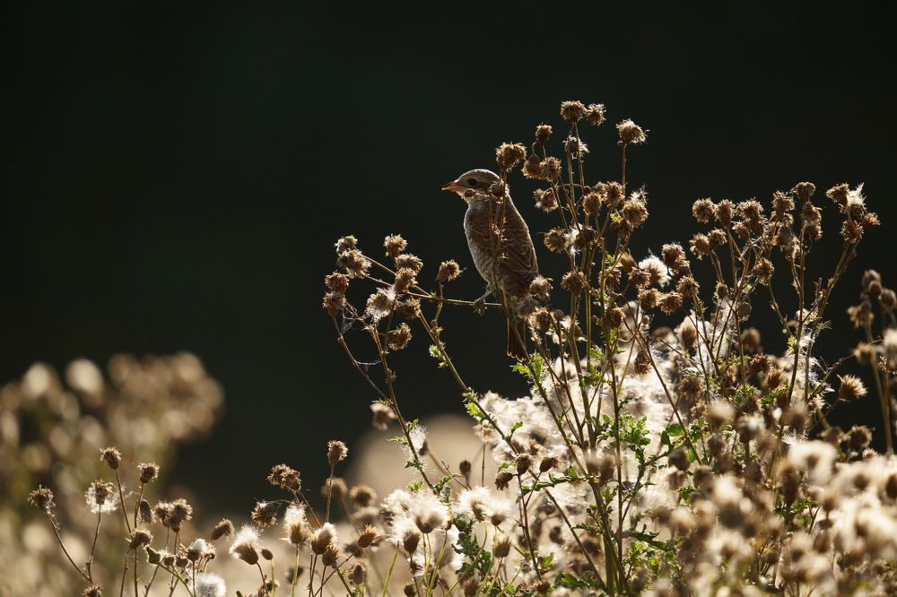 Photograph by Дмитрий Дрозд