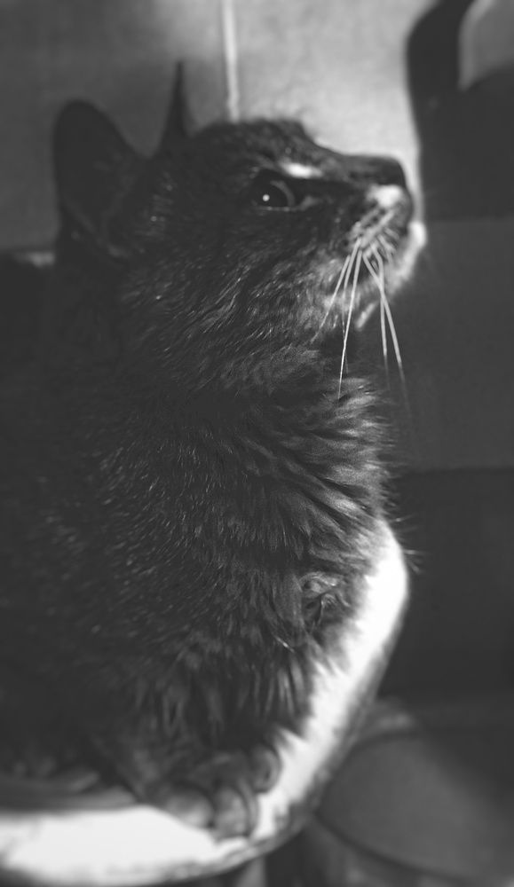 Photo #10274549