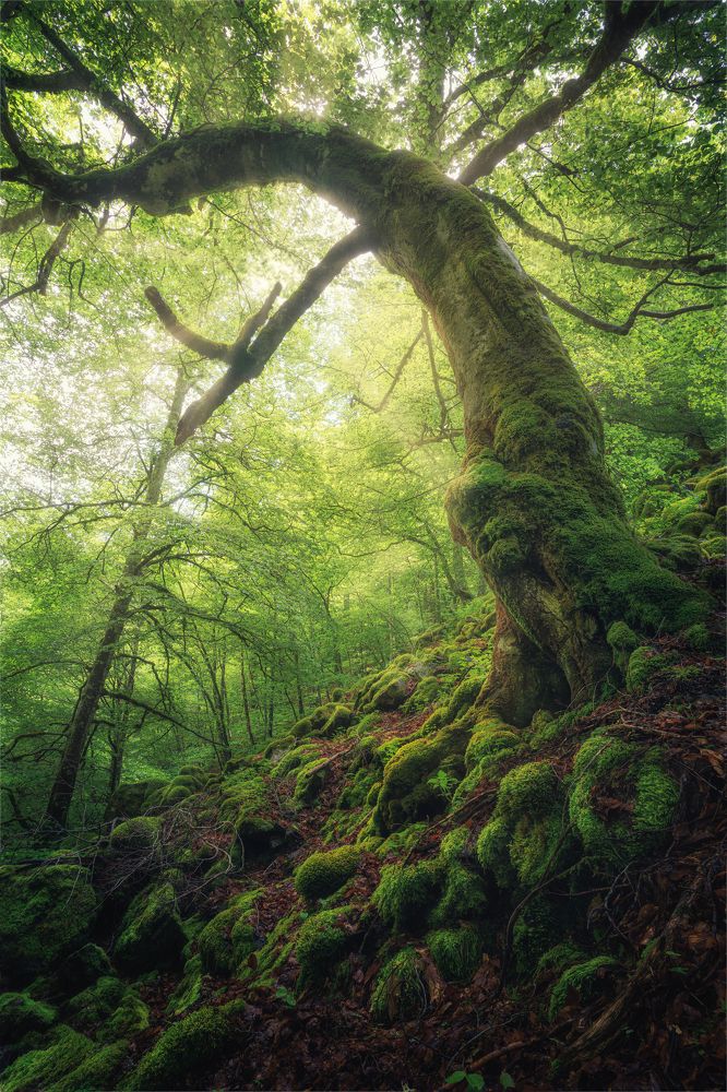 Photograph by Crusat Francisco