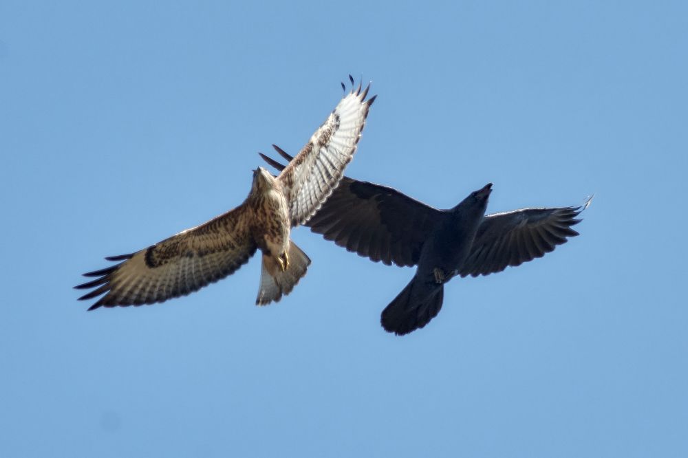 Пилотажная группа Инь и Ян.