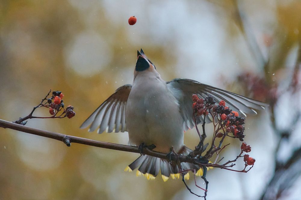 Цирковой номер.