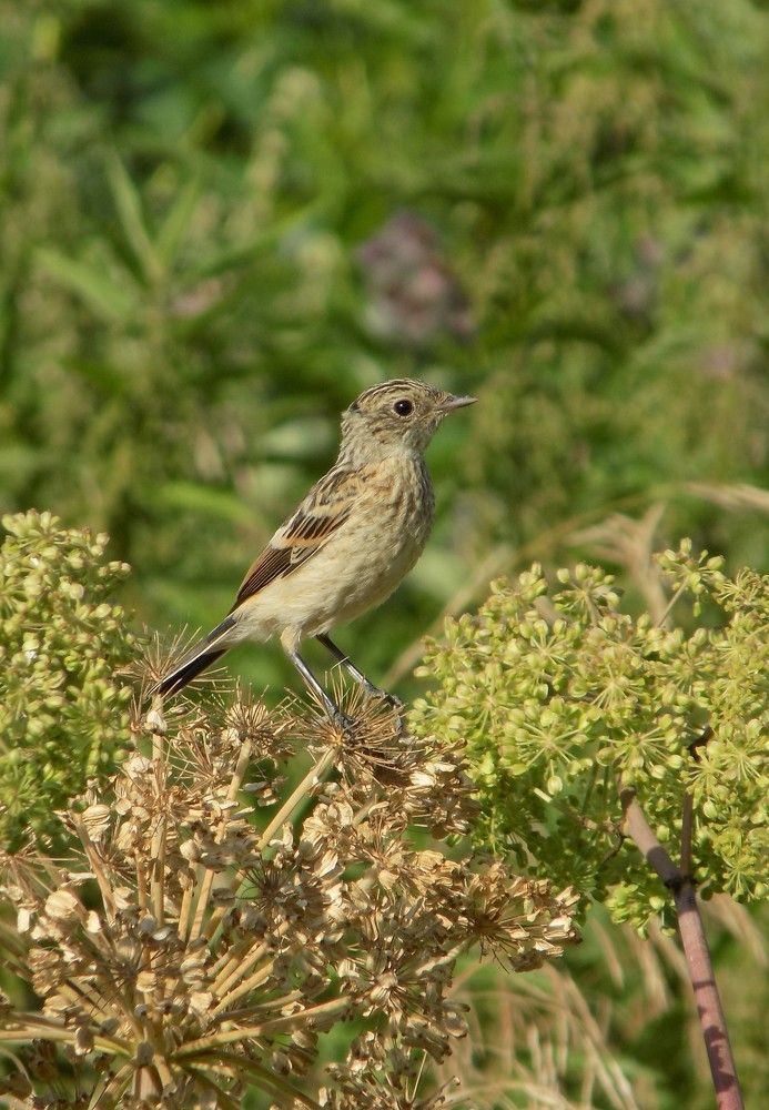 Photograph by Мария Гостева