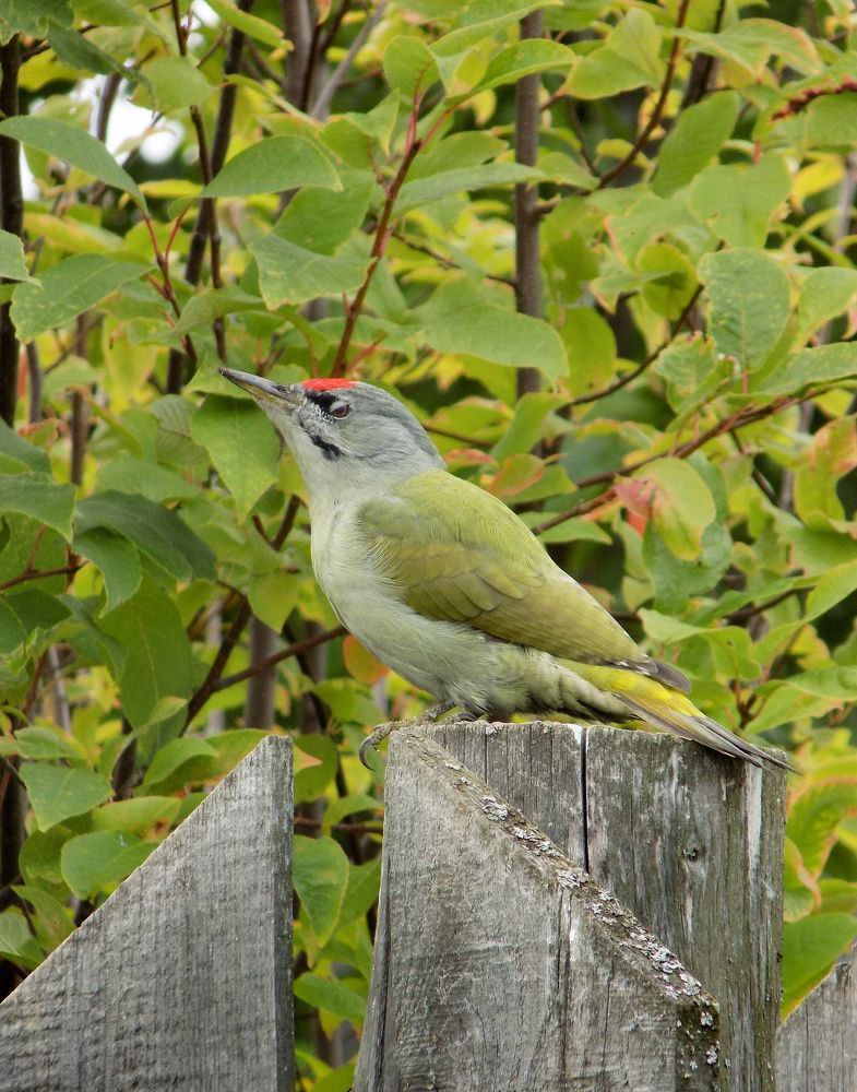 Photograph by Мария Гостева