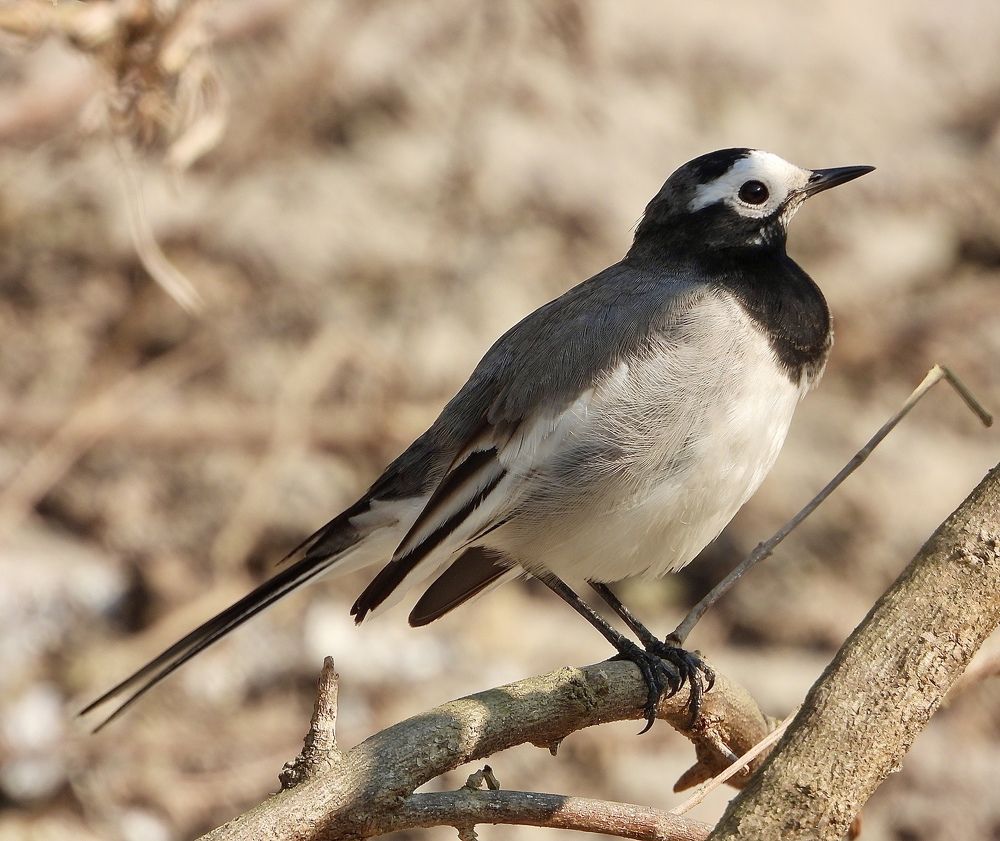 Photograph by Sankalp Rajvanshi
