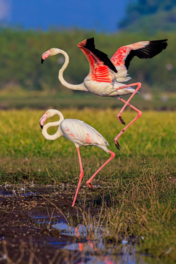 Photograph by Soumitra Ghosh