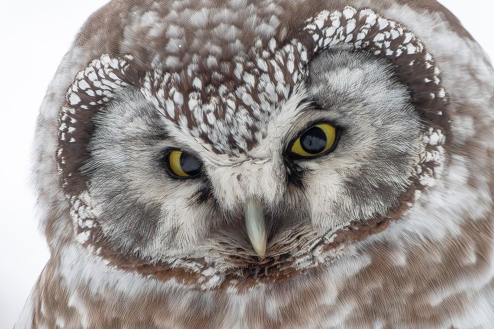 Photograph by Вотинцева Елена