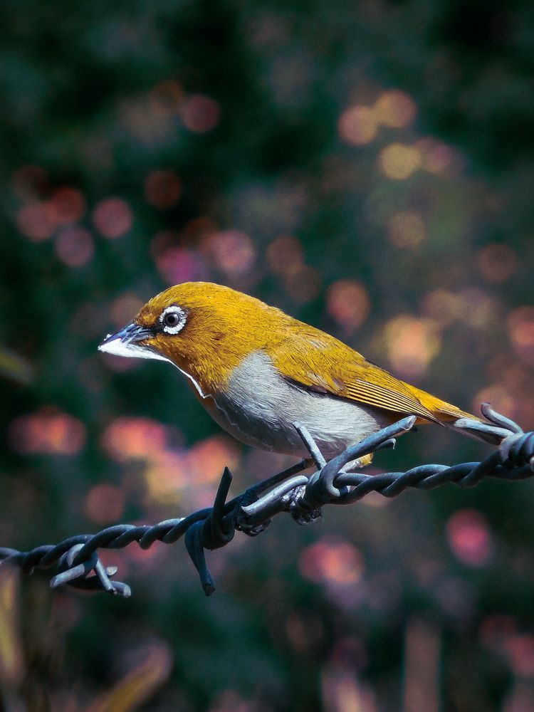 Nature beauty