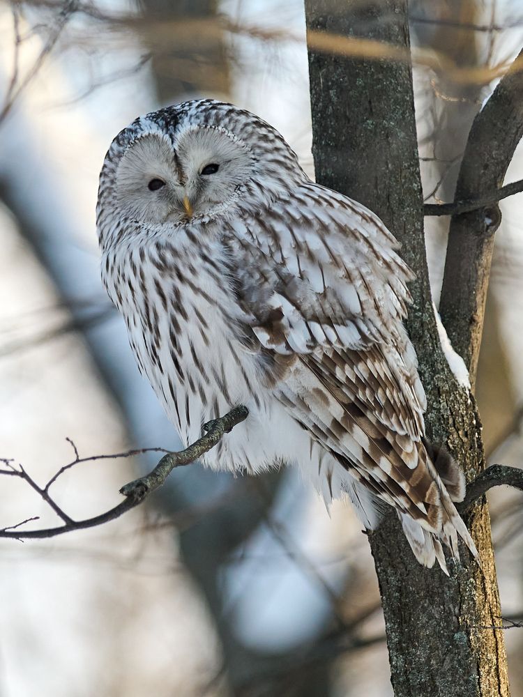 Мудрость и невозмутимость.