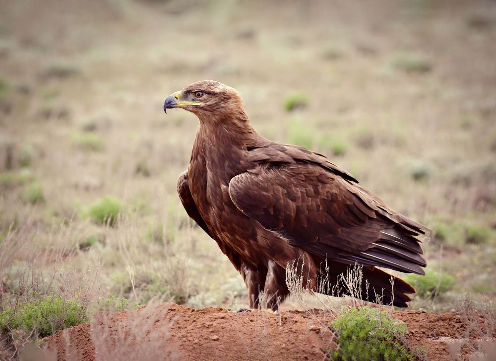 Фотография автора Алла Кожевникова