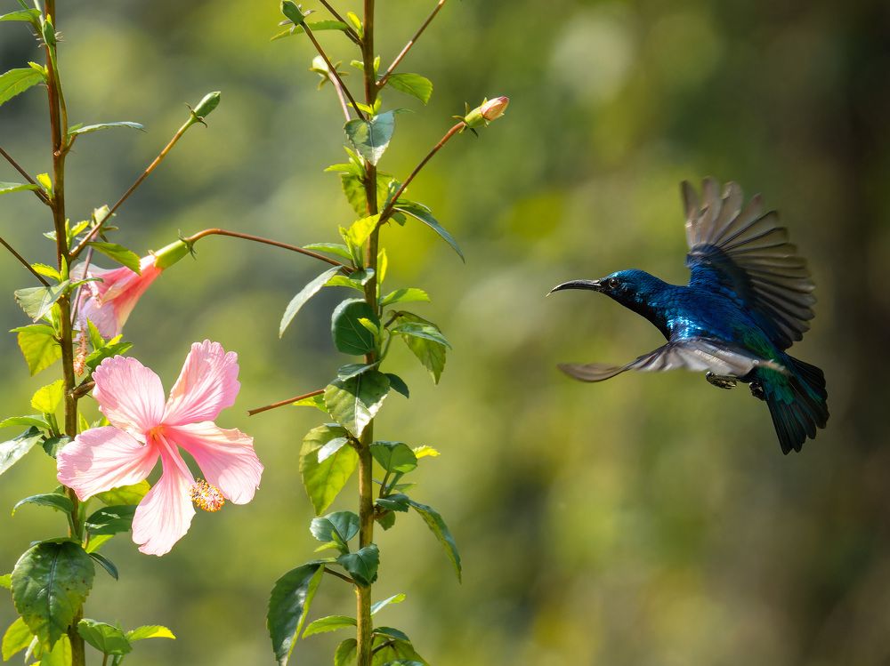Фотография автора Susabhan Banerjee