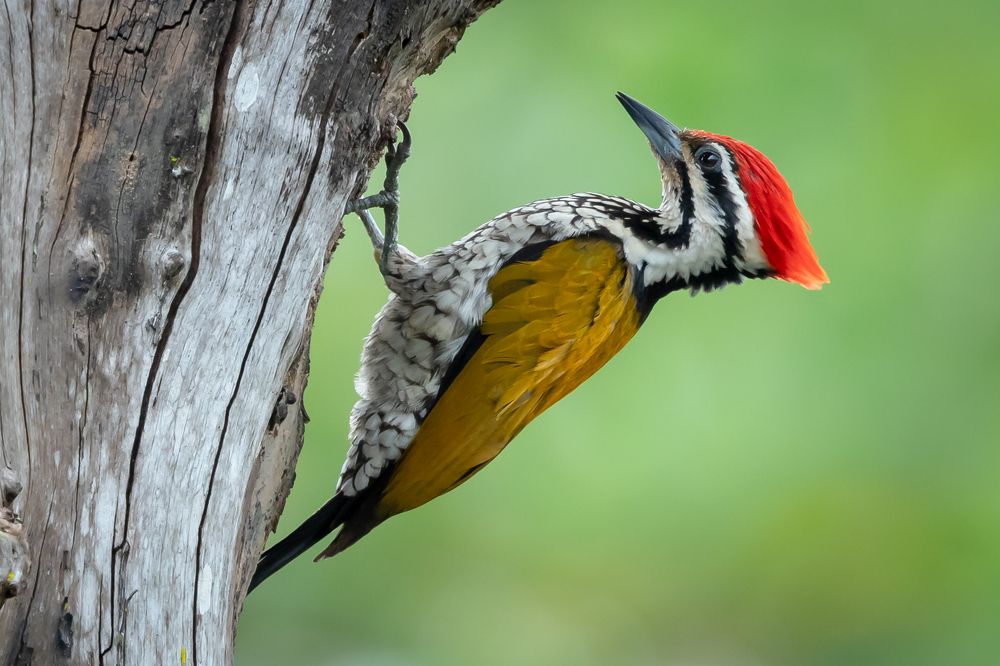Flame back Woodpecker