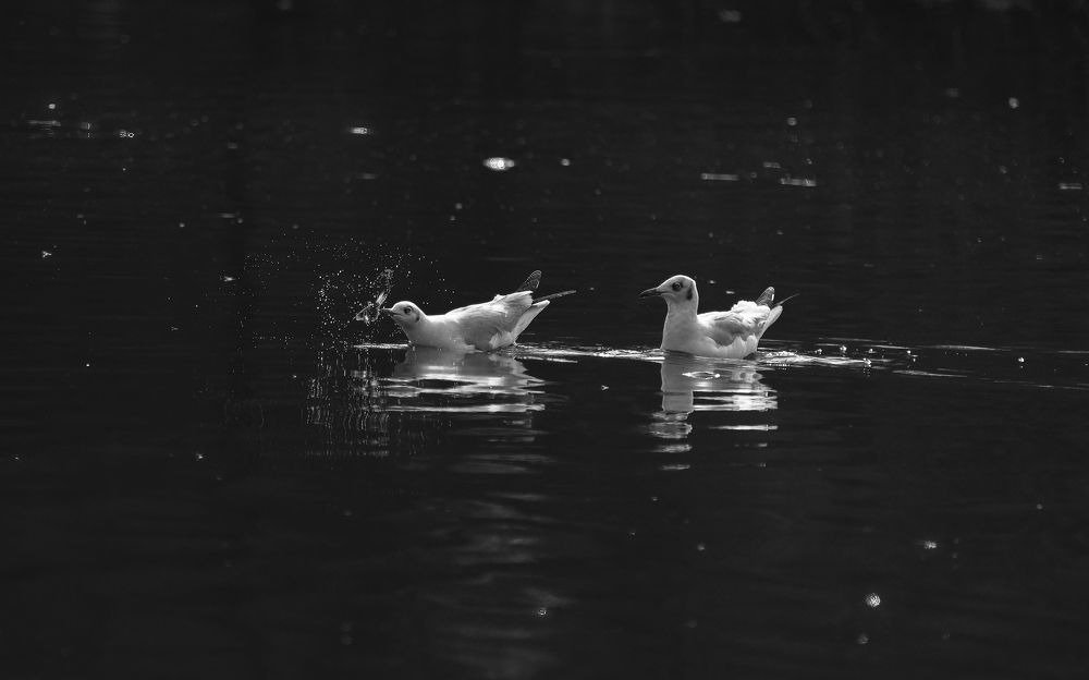 Photograph by MAYANK VERMA