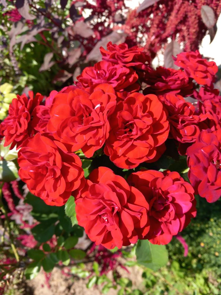 Photograph by Vesna Petkoska