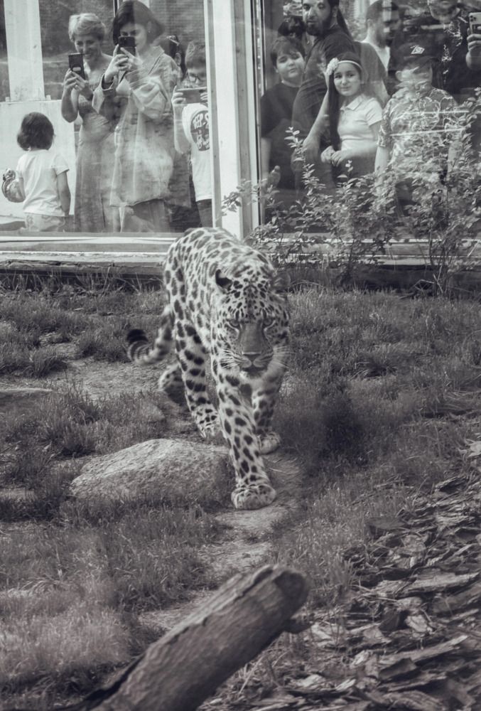 Photograph by Алена Менщикова