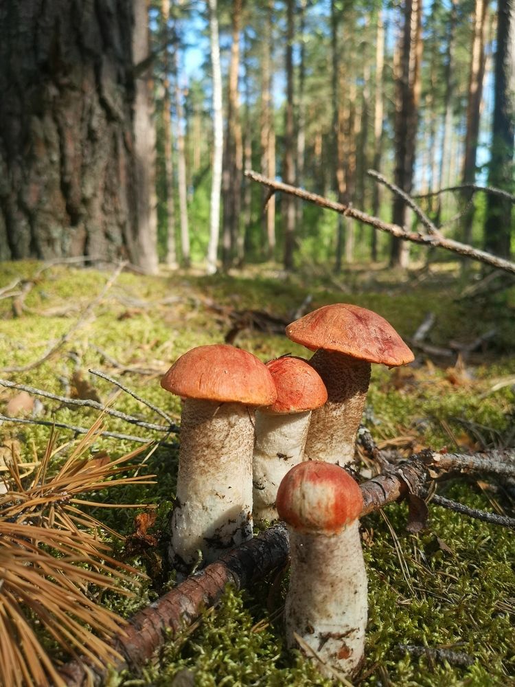 Photograph by Екатерина Борисовна Кузьмина