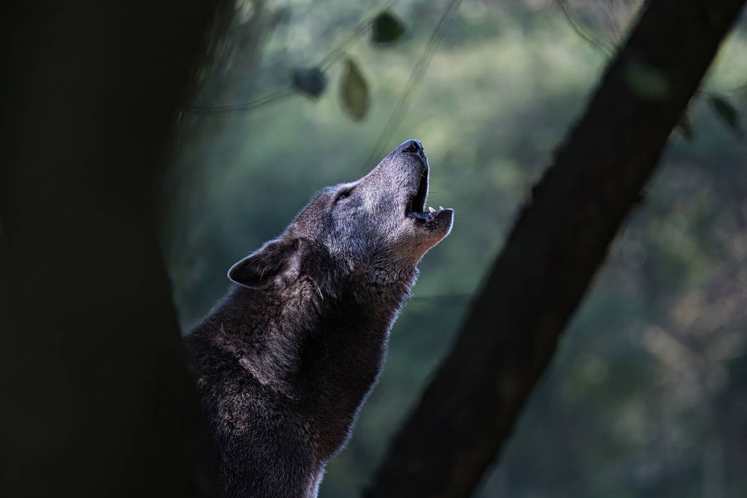 Photo #10276007