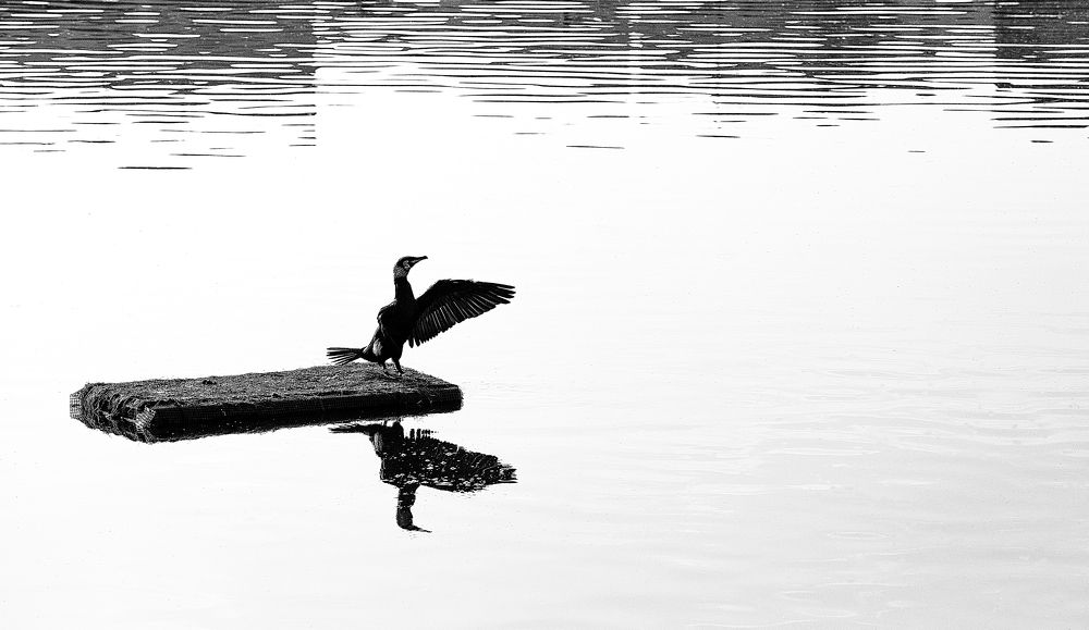 Photograph by Владимир Боксер