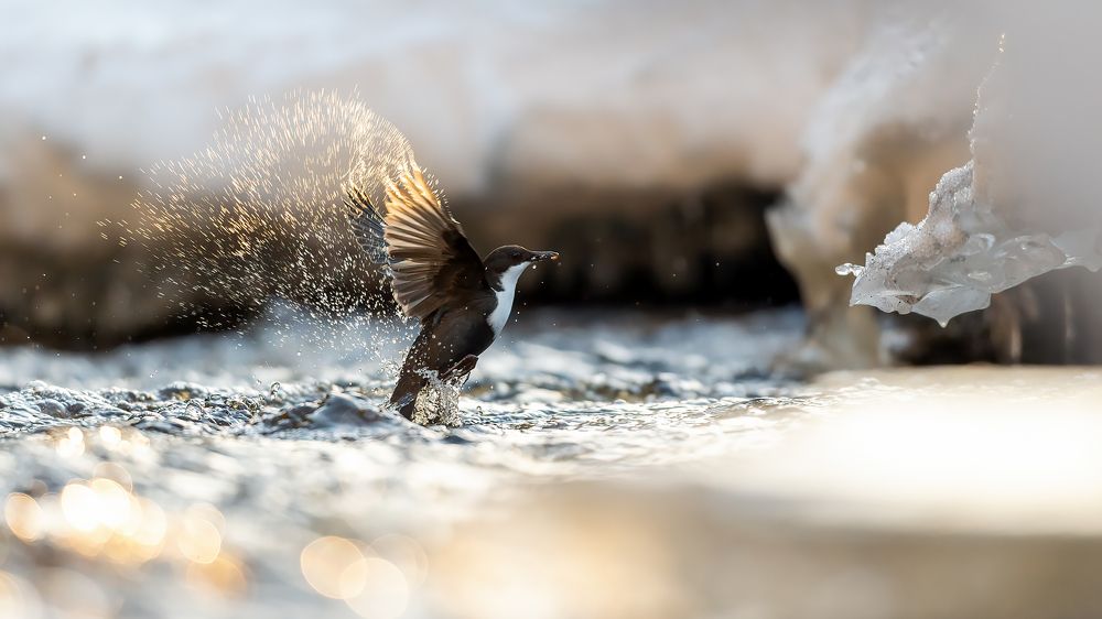 Photograph by Калинин Михаил