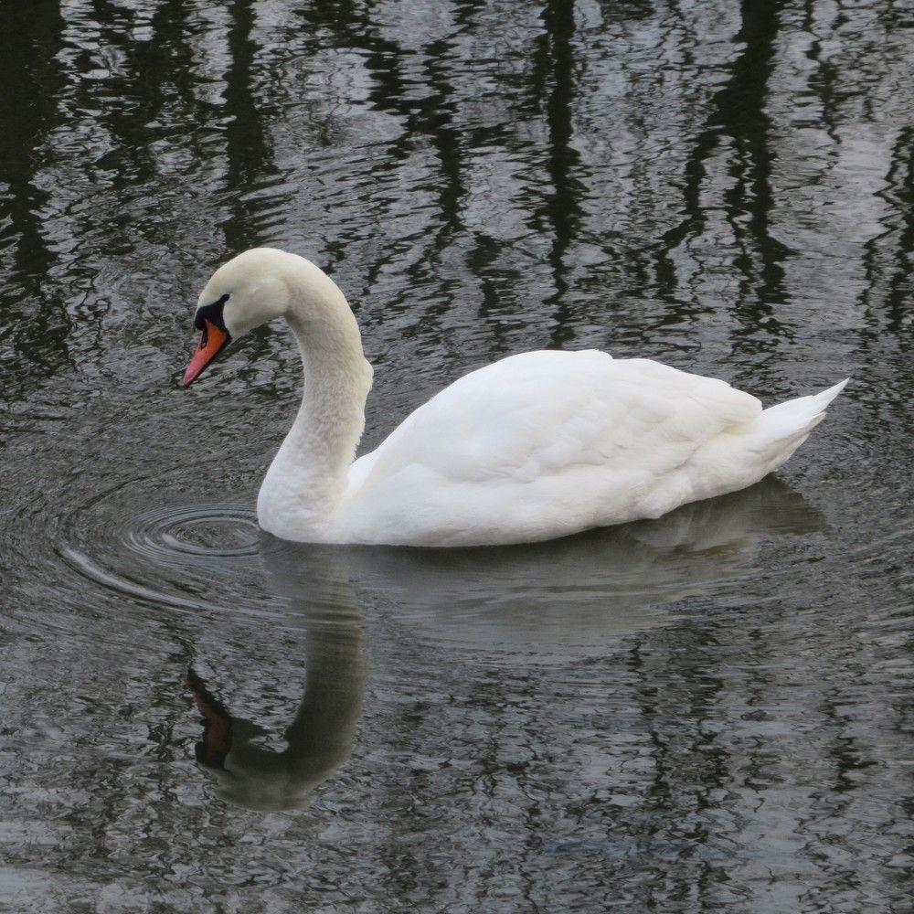 Photograph by Ирина Шведчикова