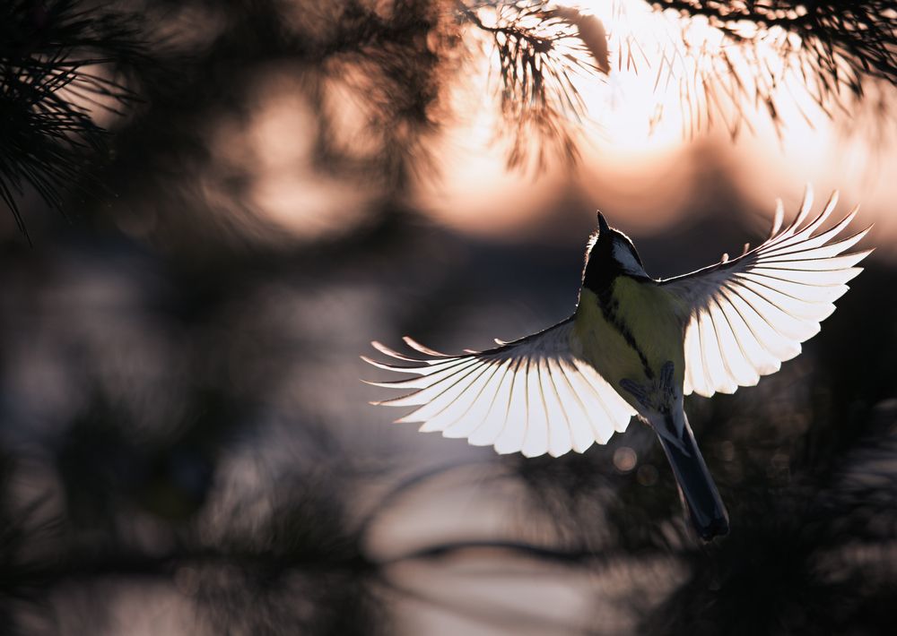 Photograph by Баранов Олег