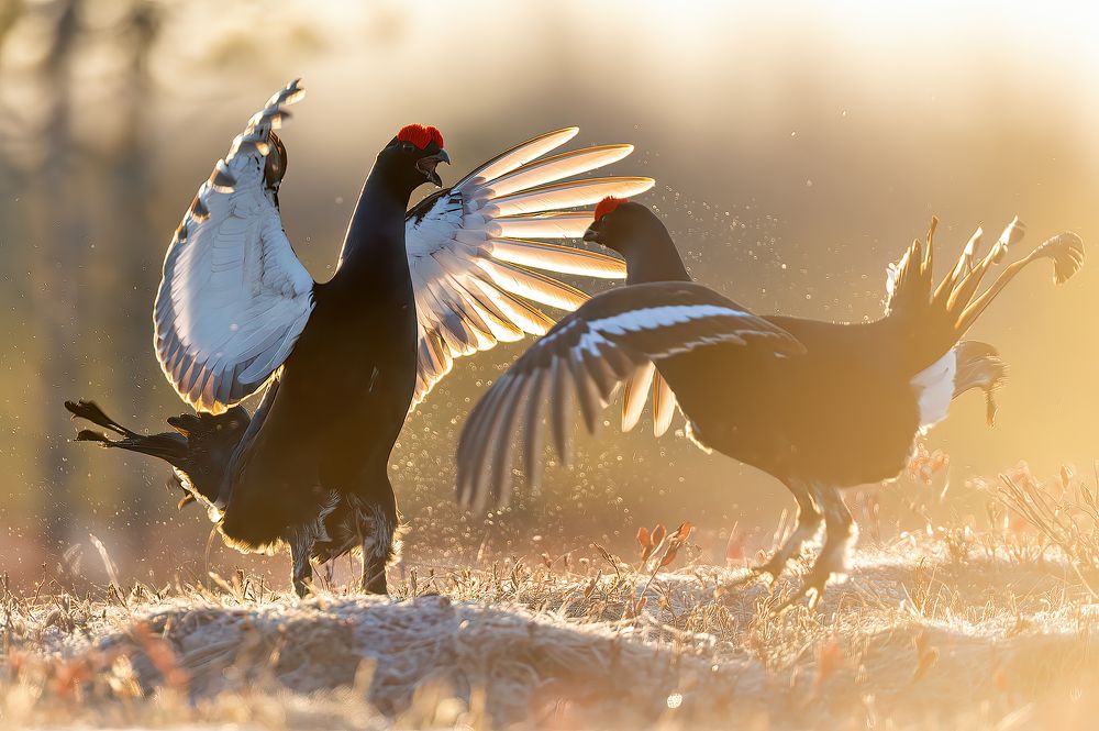 Photograph by Калинин Михаил