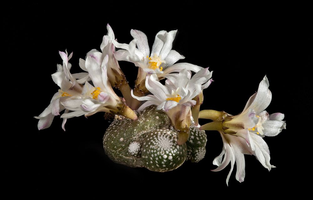 Photograph by Владимир Боксер