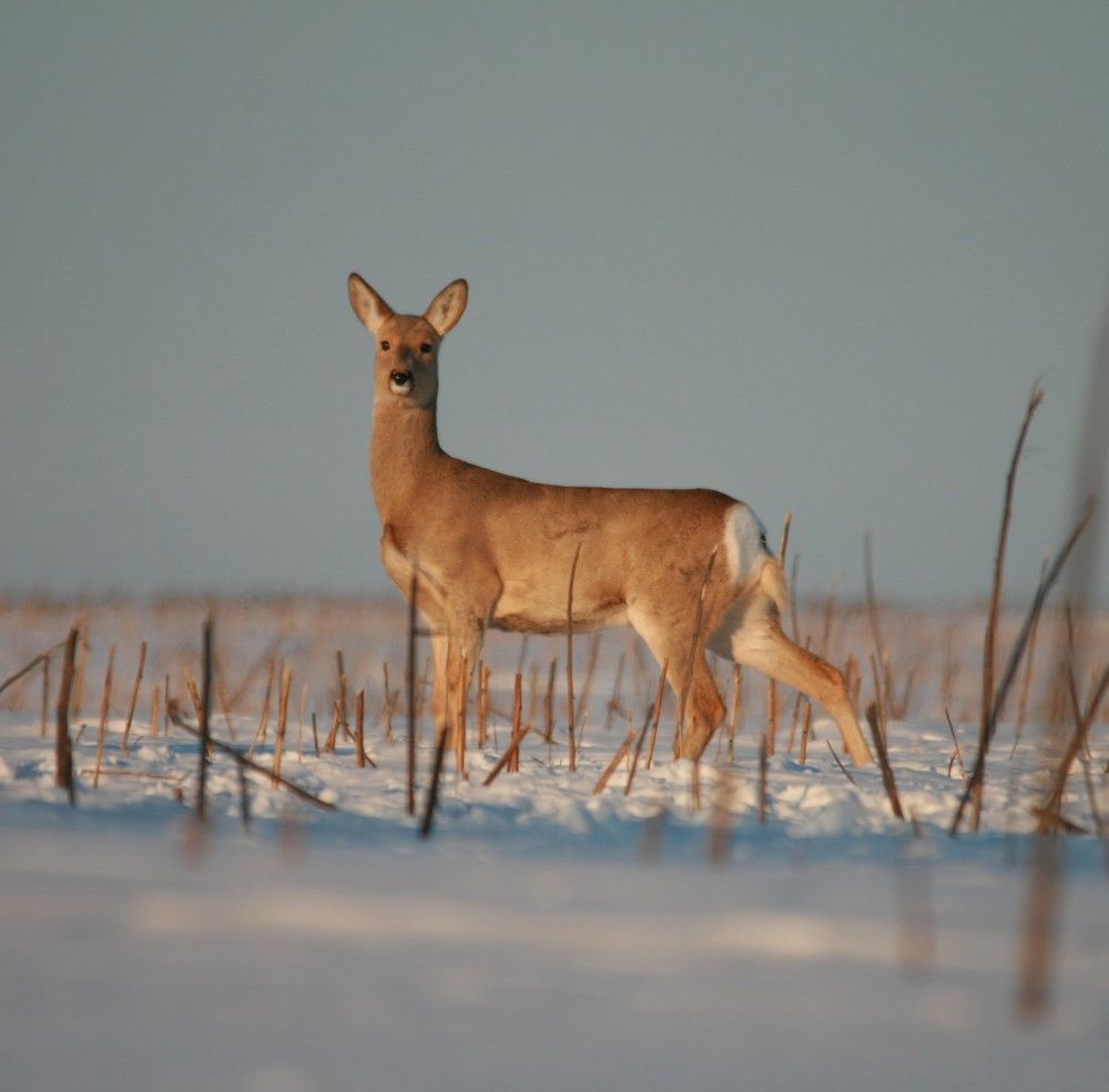 Фотография автора Татьяна Шебаршенко