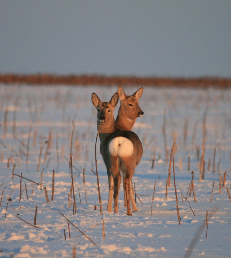 Photograph by Татьяна Шебаршенко