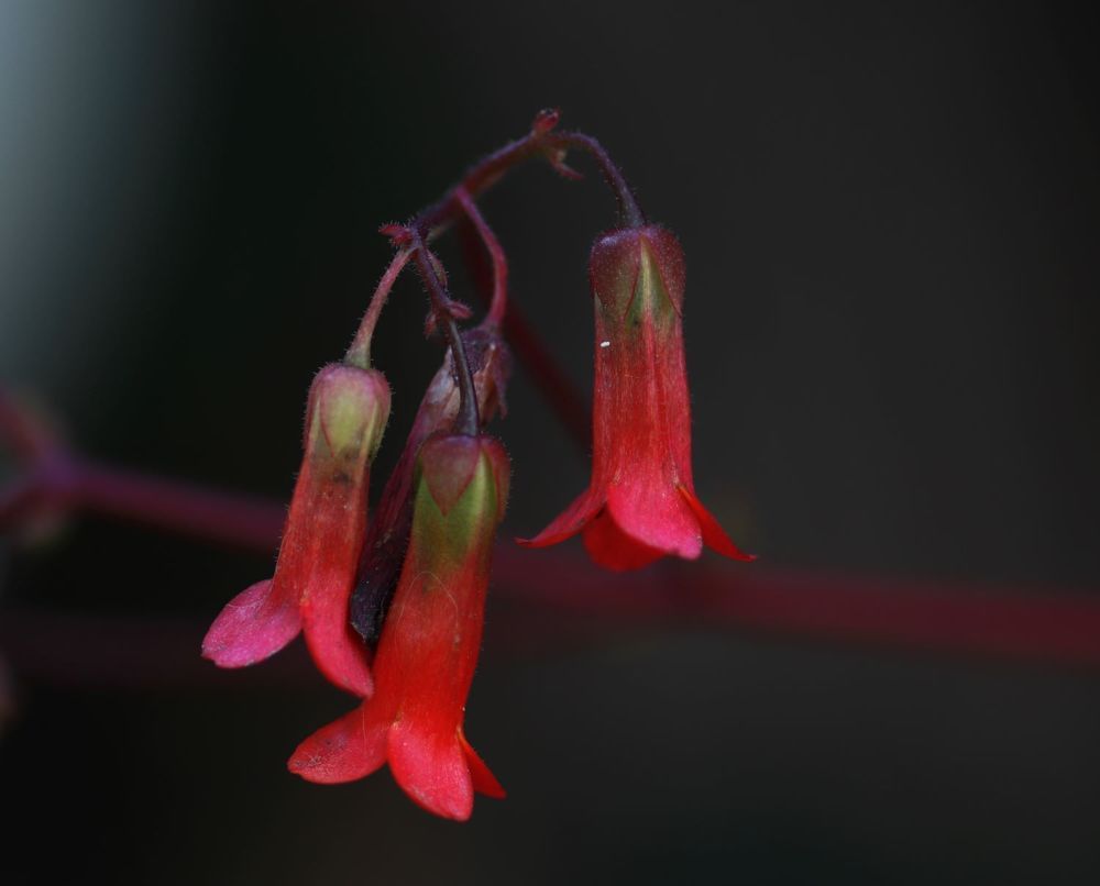 Photograph by Merav Zuberman Perkal