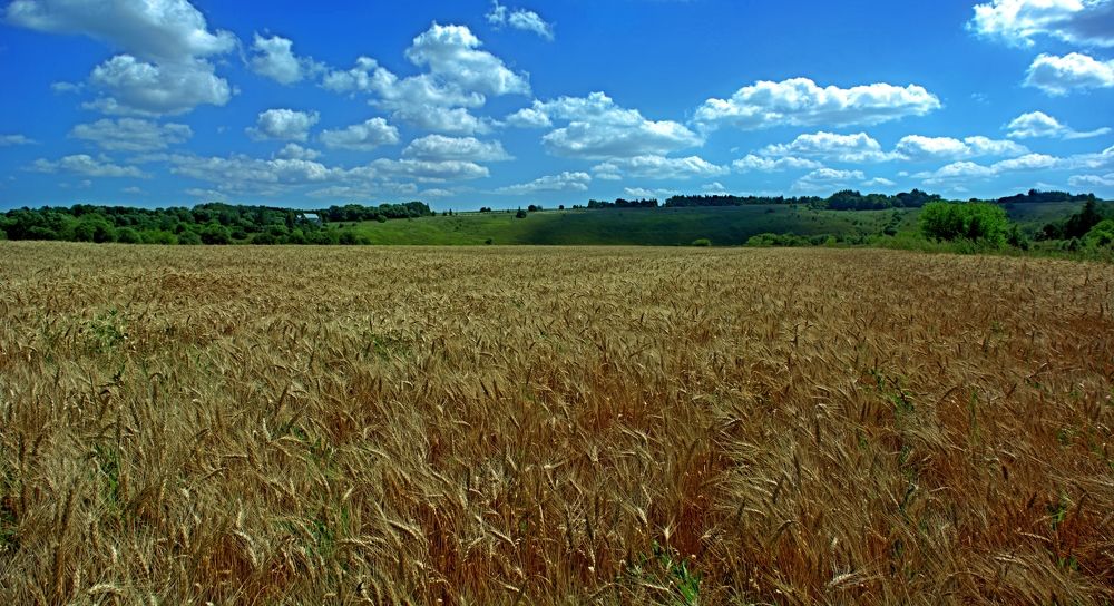 Русское поле